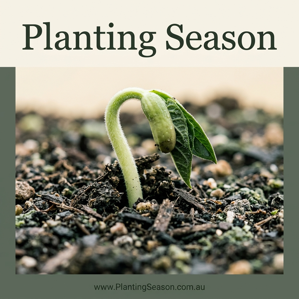 Beans seedling stage