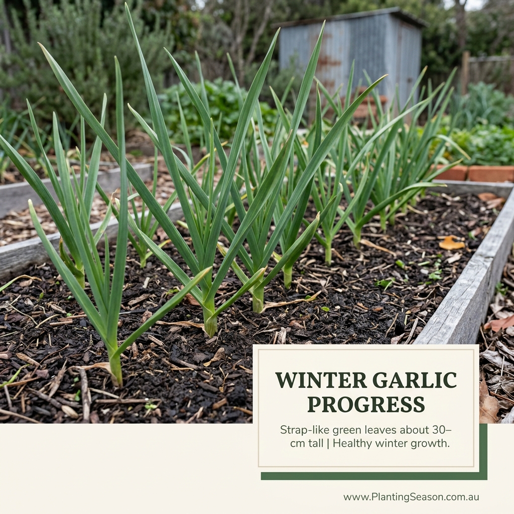 Garlic growing stage