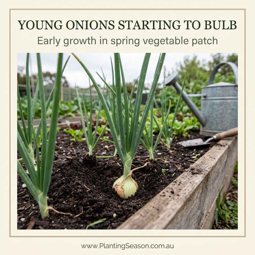 Onion growing stage