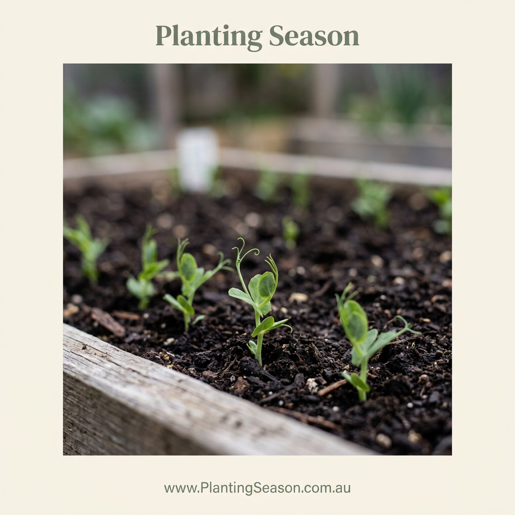 Peas seedling stage