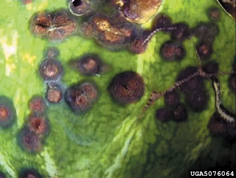 Watermelon rind covered with sunken brown to black lesions, several with concentric rings