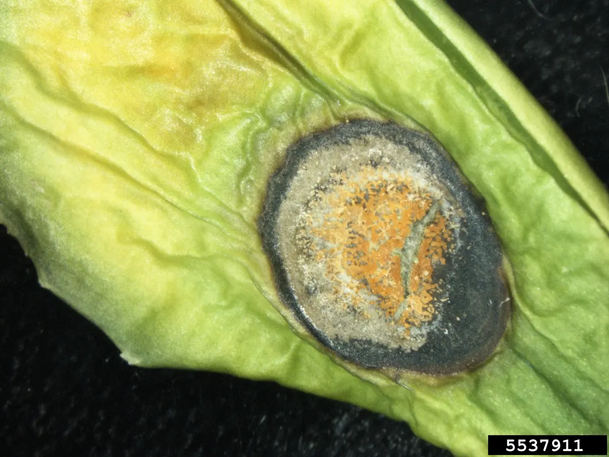 Close view of a round sunken anthracnose lesion with a dark border and orange spore mass in the center
