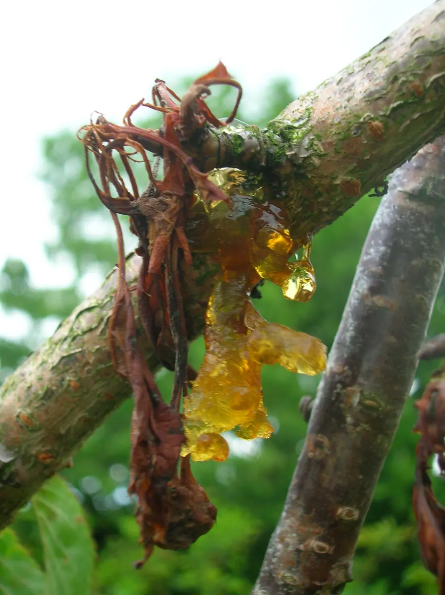 Cherry branch oozing large drops of amber gum next to dead, shriveled leaves