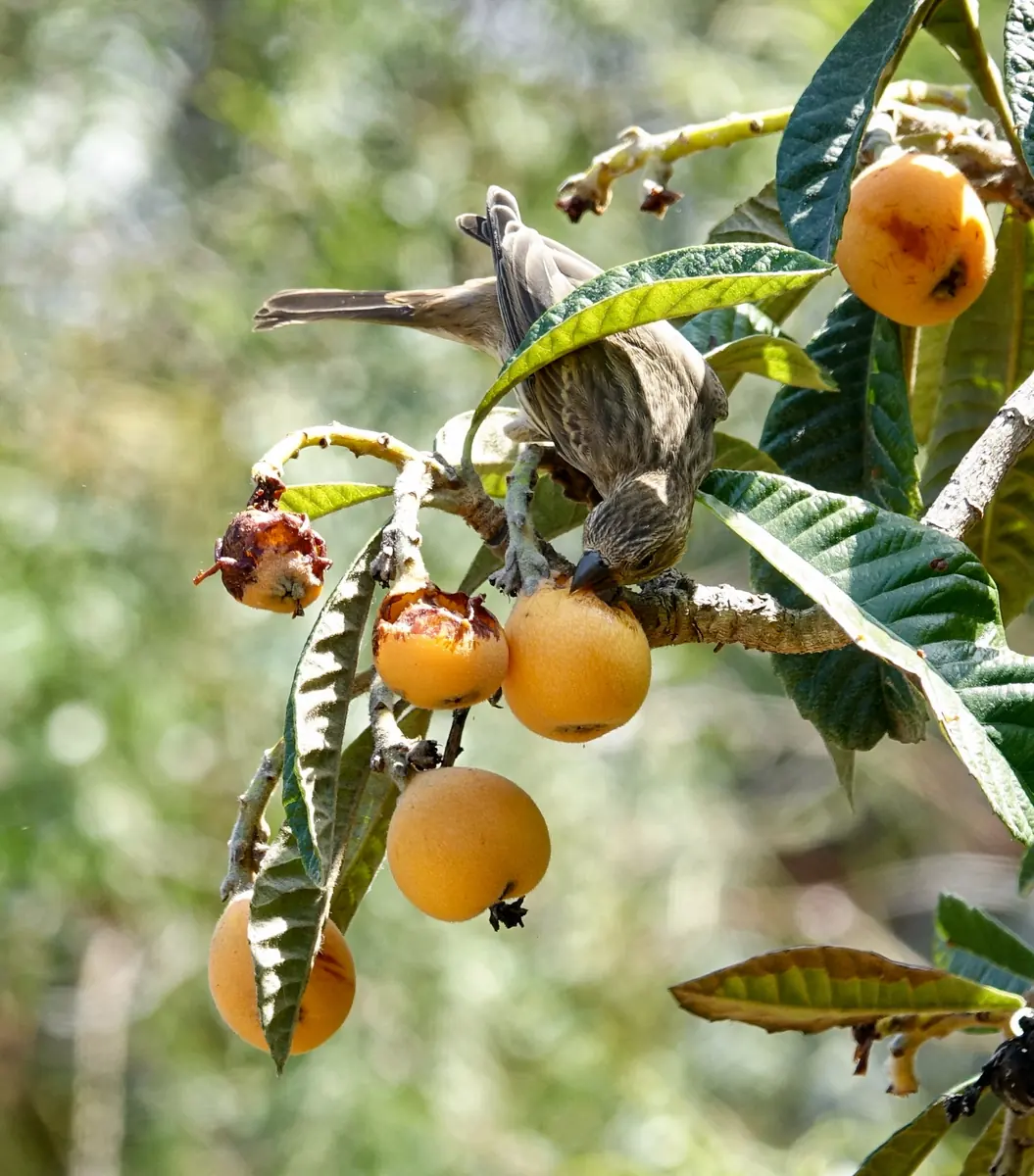 A brown streaked female house finch pecking a ripe orange loquat, with two other loquats already hollowed out