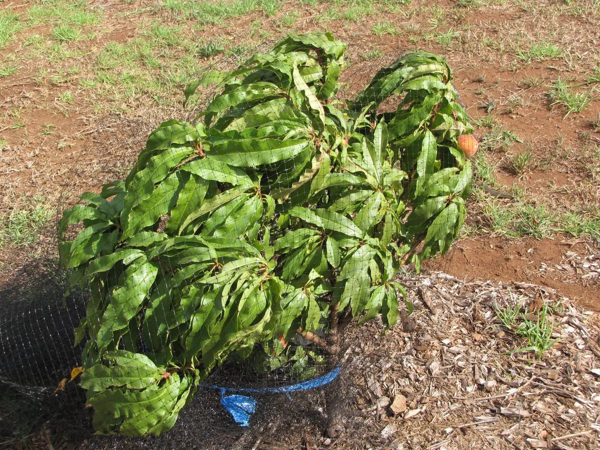 A small peach tree completely covered in black bird netting tied at the base