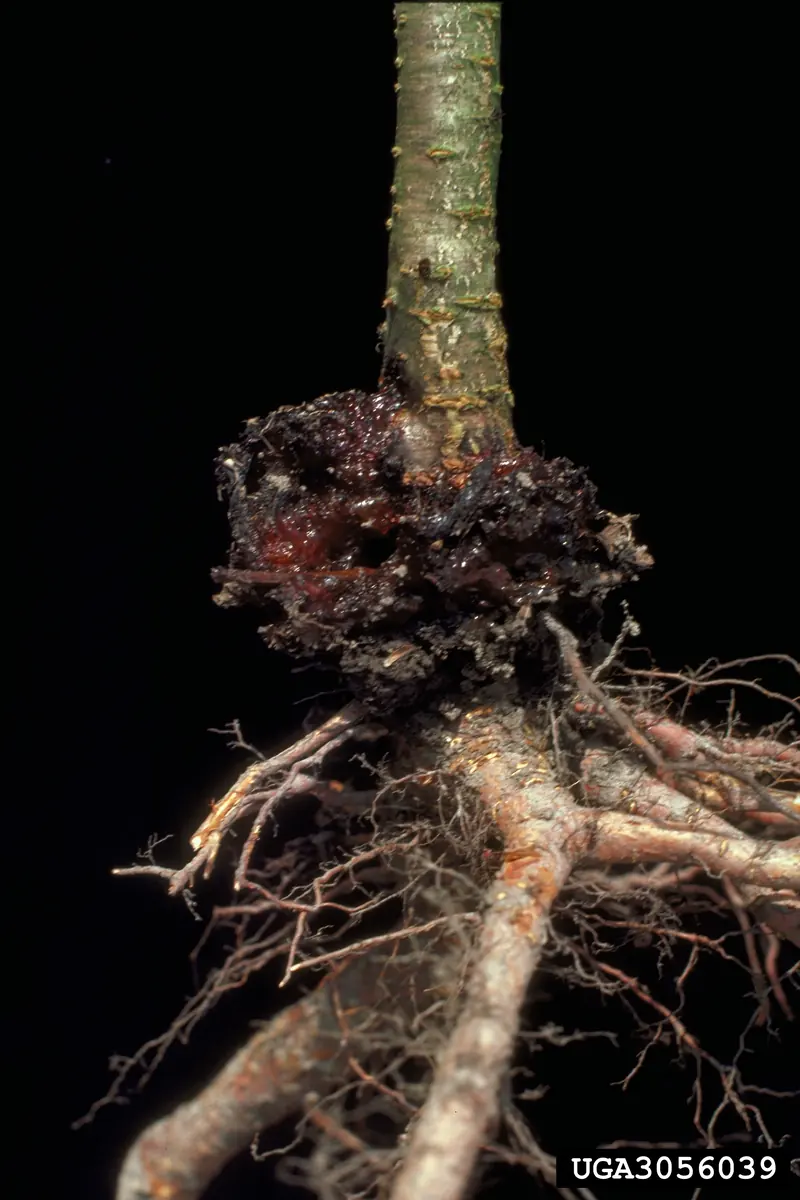 The base of a young fruit tree trunk with a large dark mass of gum and frass where peachtree borer larvae have fed