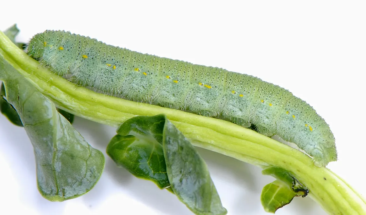 A velvety green imported cabbageworm caterpillar stretched along a broccoli stem