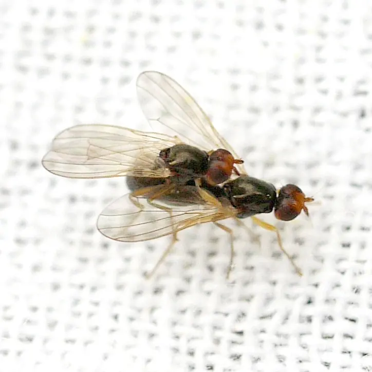 A small shiny black fly with a reddish brown head and yellow legs resting on white fabric