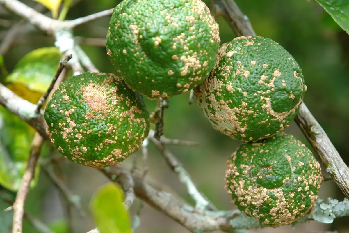 Four green rough lemon fruits on a branch covered in raised, pale tan, warty scab spots