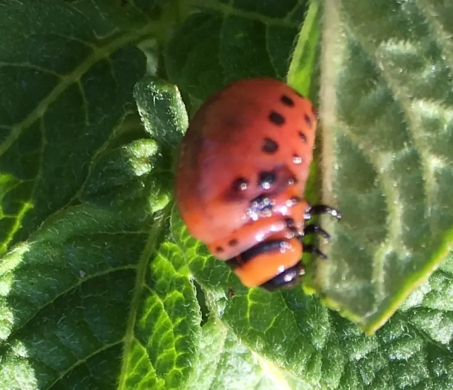 A humpbacked reddish orange Colorado potato beetle larva with rows of black spots on a potato leaf