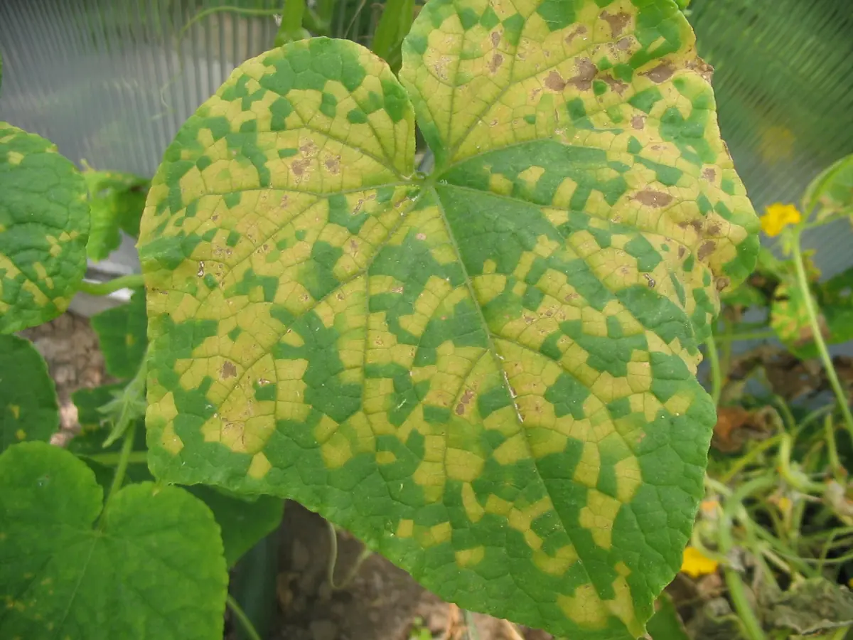 Cucumber leaf with a yellow checkerboard of angular patches bounded by the veins