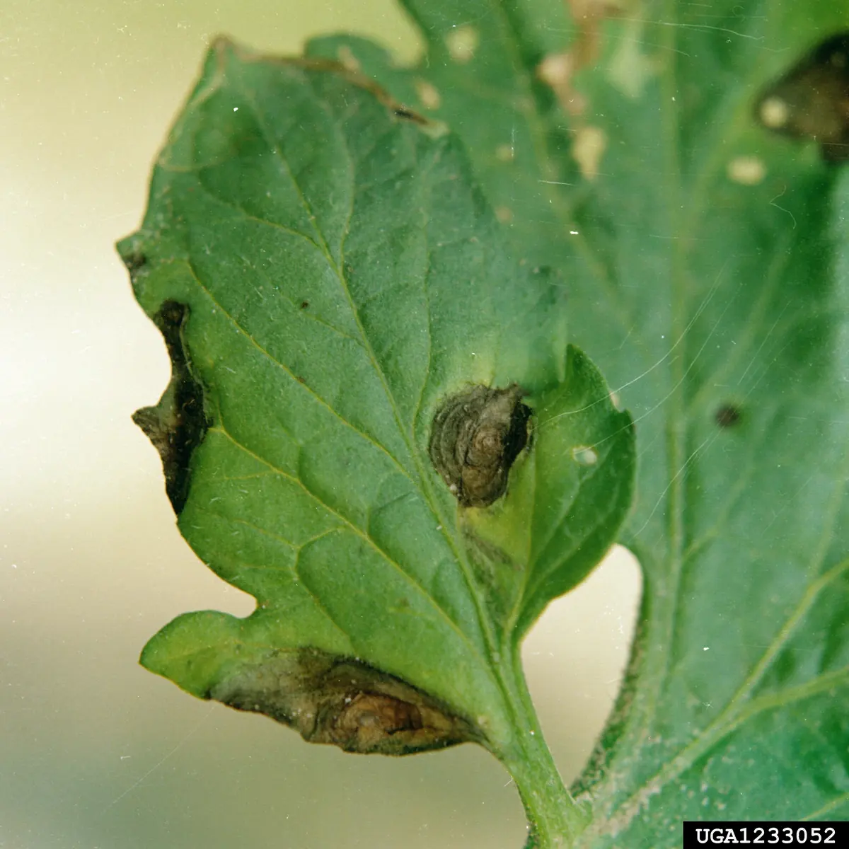 Tomato leaf with dark brown spots showing concentric target-like rings