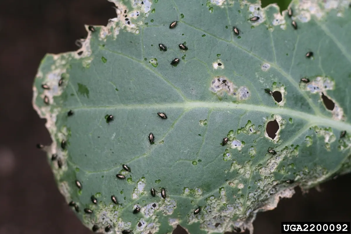 Dozens of small shiny black crucifer flea beetles on a broccoli seedling leaf full of small round holes
