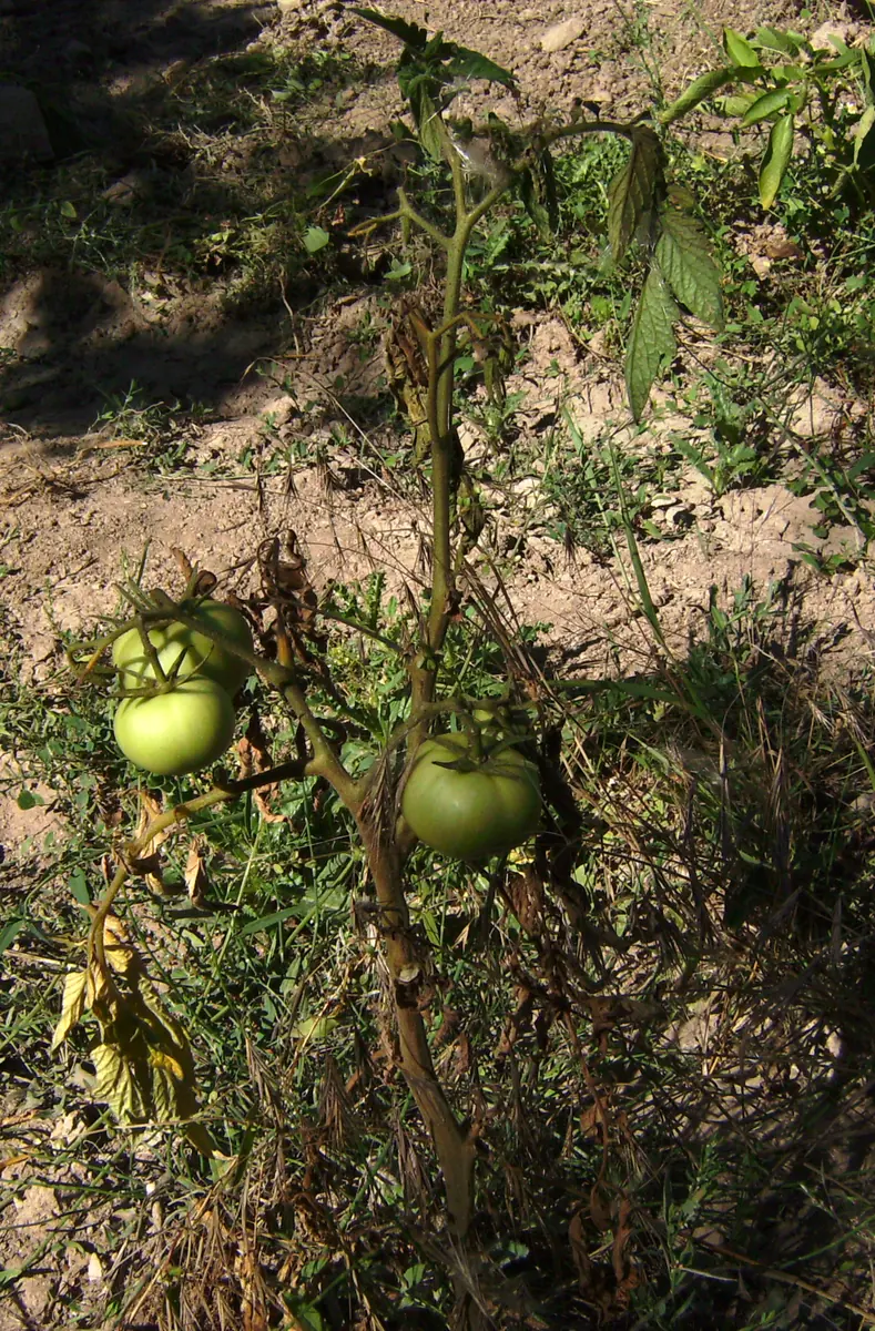 Tomato plant with green fruit and dried, browned lower leaves and a brown stem