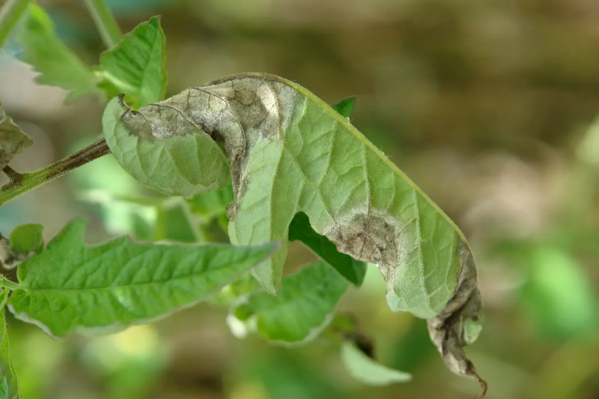 Curled tomato leaf with large brown lesions edged by pale fuzzy growth