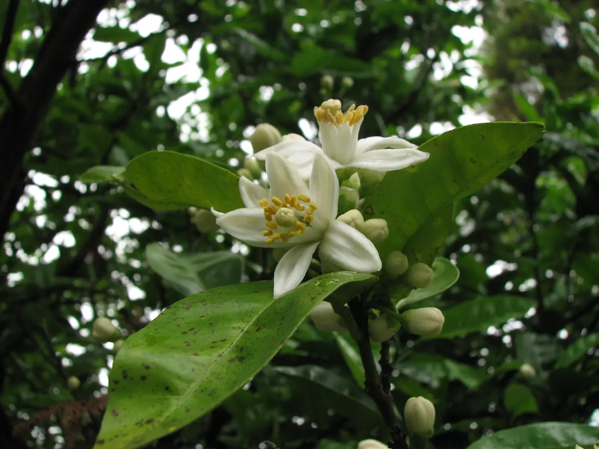 Citrus branch with white blossoms and a leaf covered in small dark brown raised specks