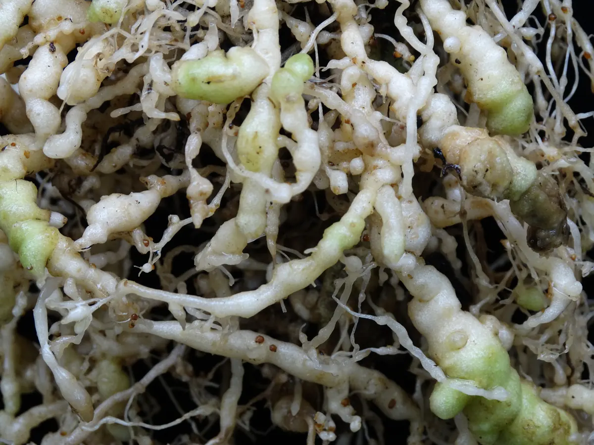 Close view of tomato roots covered in pale swollen galls caused by root-knot nematodes