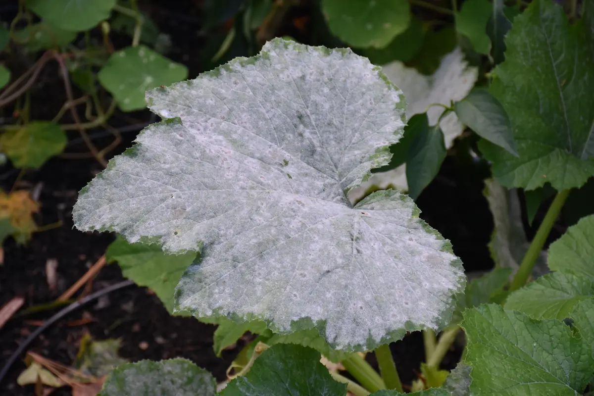 Squash leaf almost completely coated in white powdery mildew among healthy green leaves