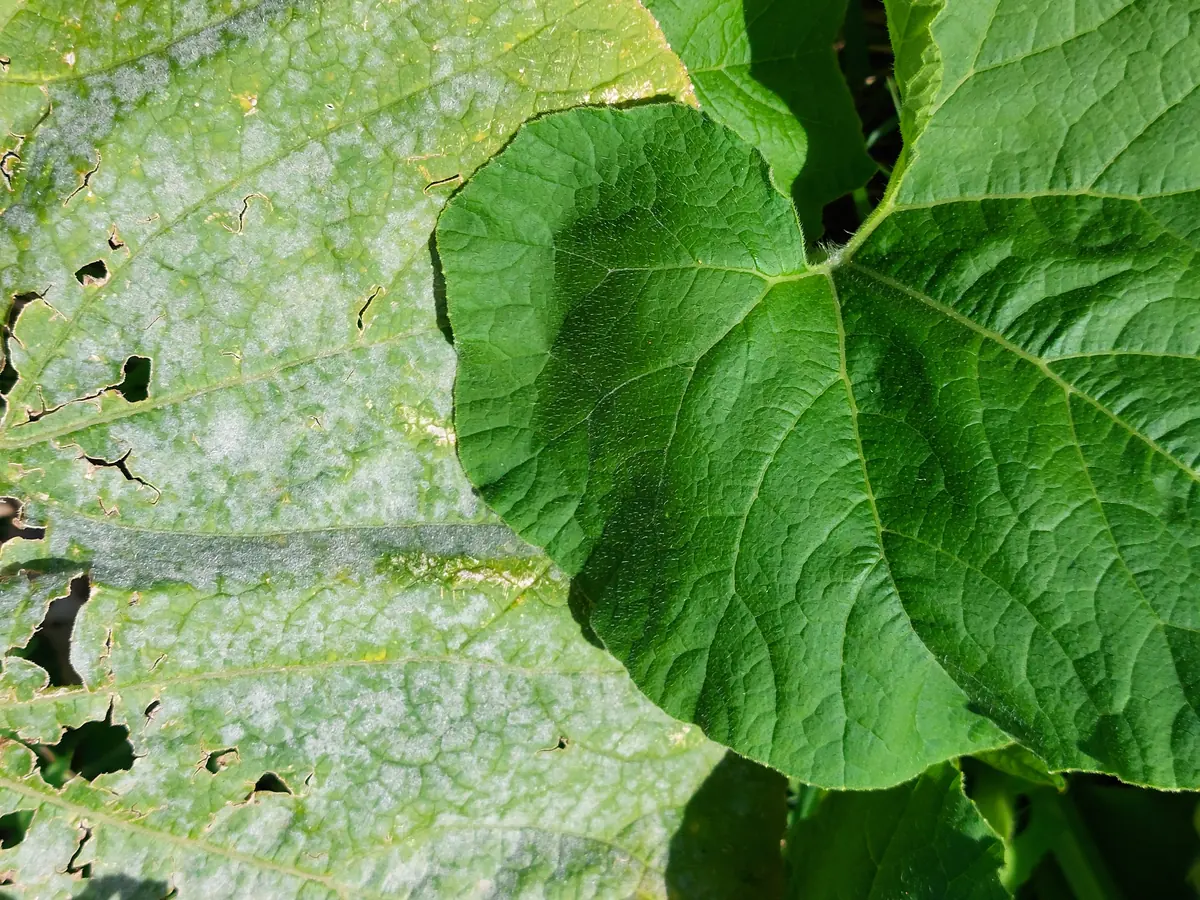 Pumpkin leaf with patchy white mildew and holes beside a clean green leaf