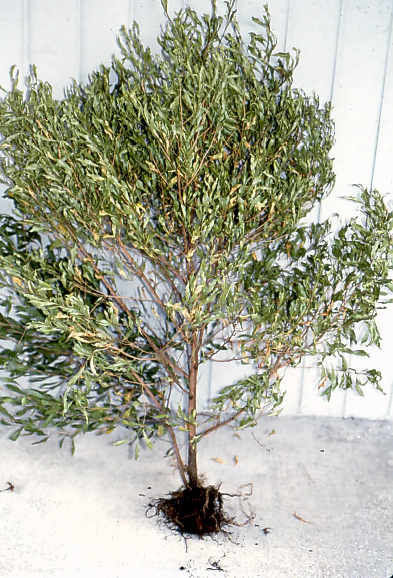 Dug-up shrub with yellowing, wilting leaves and a small, dark, rotted root ball