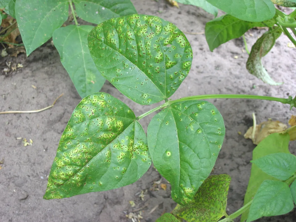 Green bean leaves covered in small brown rust pustules with yellow halos