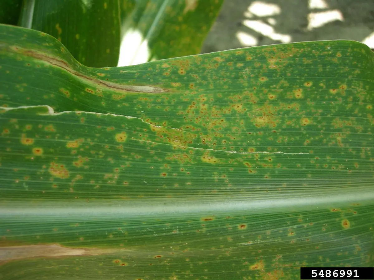 Corn leaf scattered with small cinnamon brown rust pustules