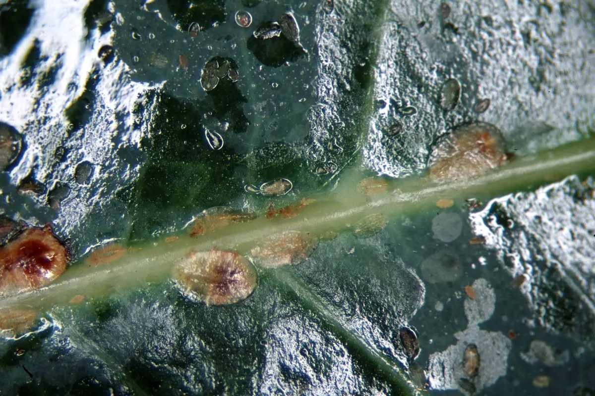 Brown, oval soft scale insects of several sizes along a leaf midrib, with shiny drops of honeydew
