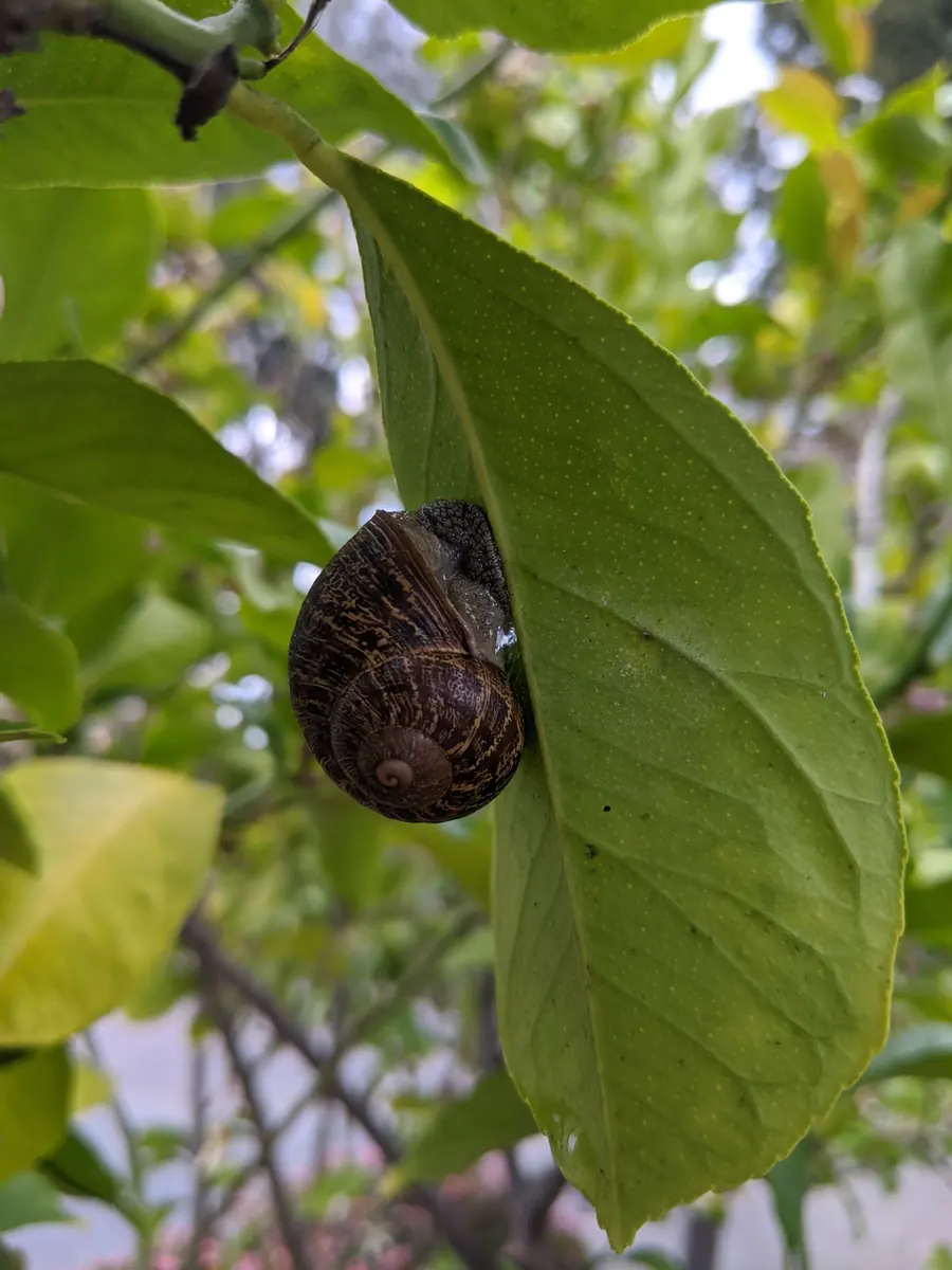 A brown garden snail with a mottled brown shell clinging to the underside of a lemon leaf