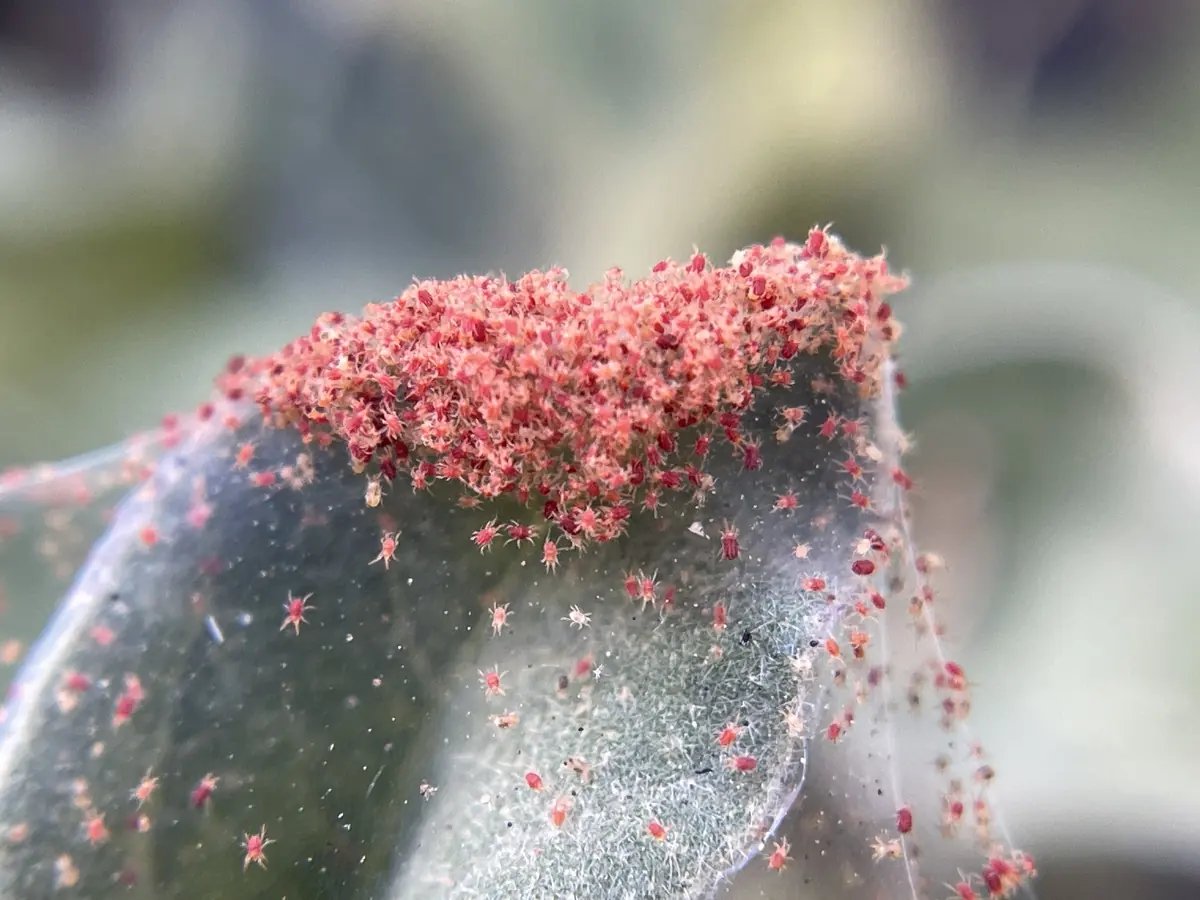 A dense mass of red spider mites on fine webbing at the tip of a leaf