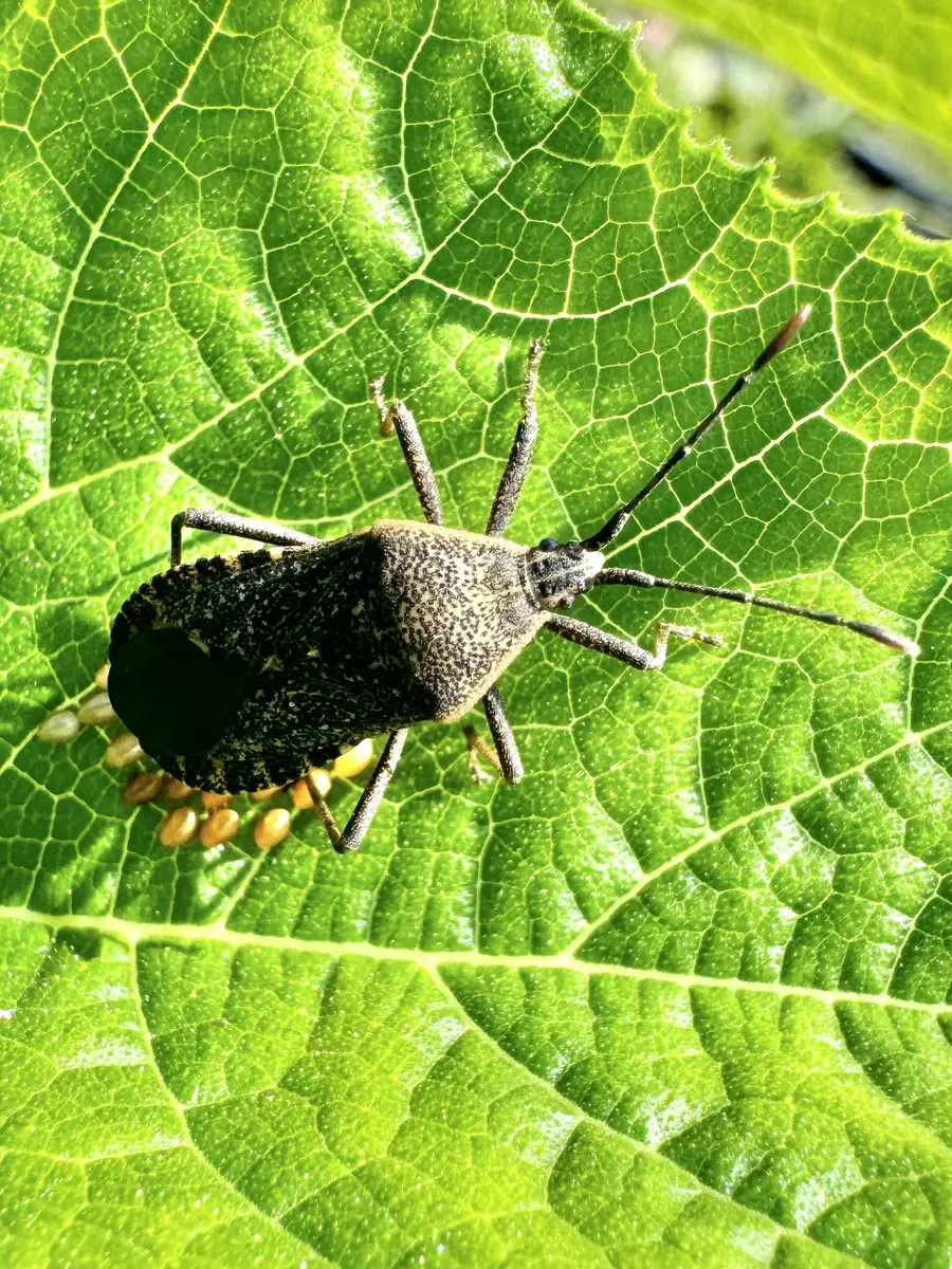 A flat dark gray brown squash bug on a green squash leaf