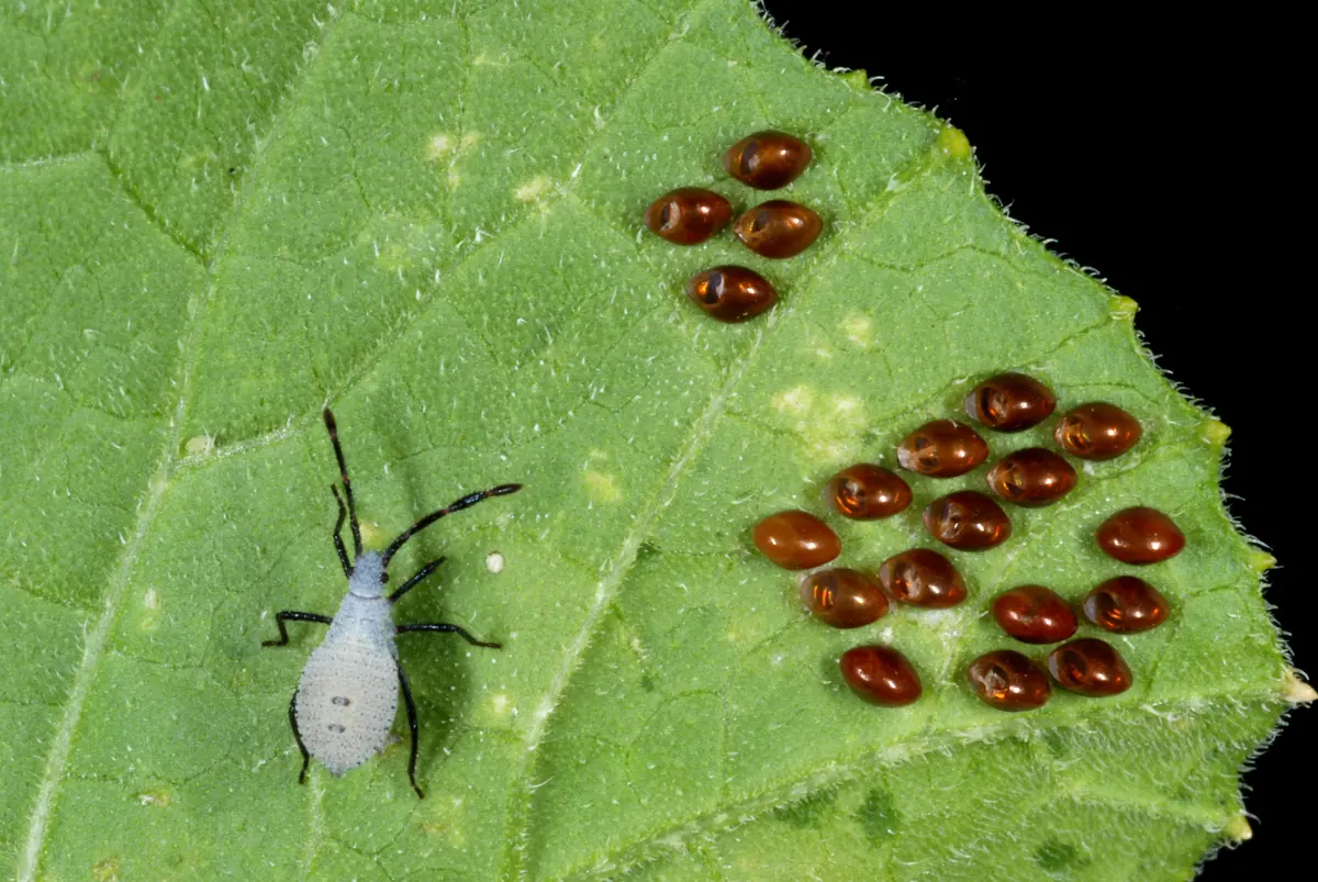 A pale squash bug nymph beside clusters of shiny reddish brown eggs on the underside of a leaf