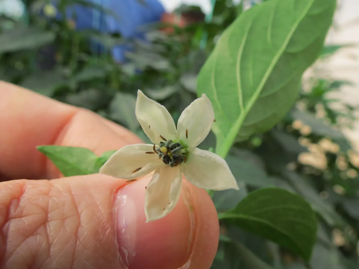 A white pepper flower held in a hand, with several tiny thrips on the petals