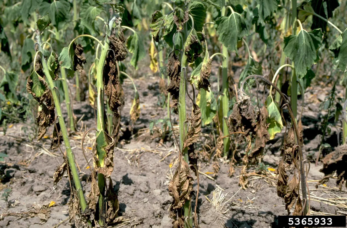 Row of plants with browned, wilted leaves hanging from upright green stems