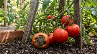Blossom end rot