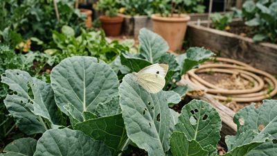 Cabbage white and cabbage moth