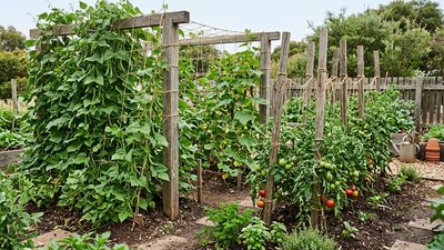 Trellis and support by crop